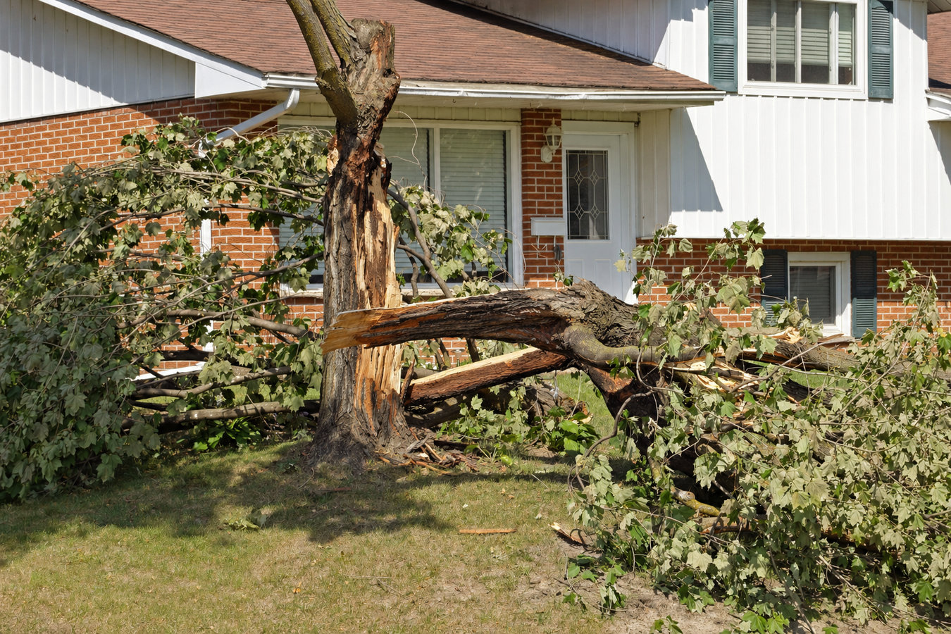 Emergency tree service in Los Altos Hills, CA