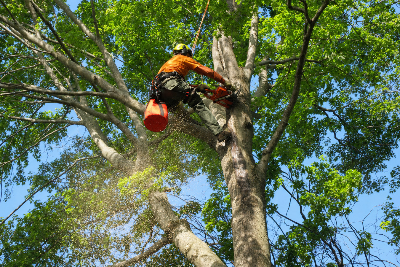 Los Altos Hills Tree Service crew performing tree service in Los Altos Hills, CA