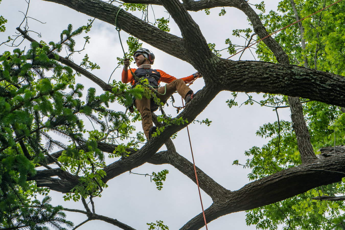 Tree removal in Los Altos Hills, CA