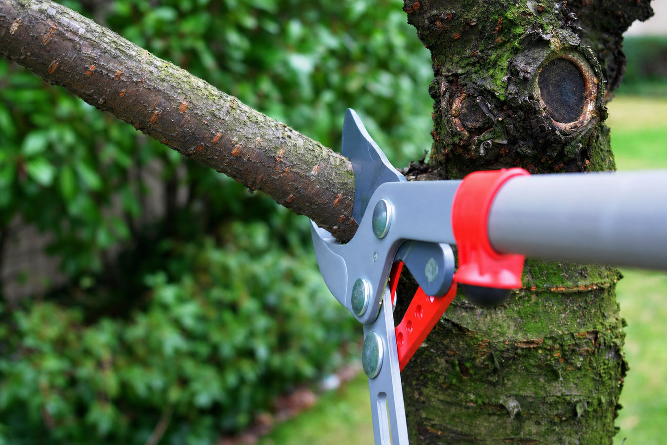 Tree trimming in Los Altos Hills, CA